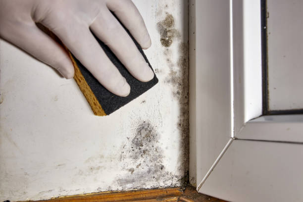 Best Mold-Related Health Consultation  in Oakboro, NC